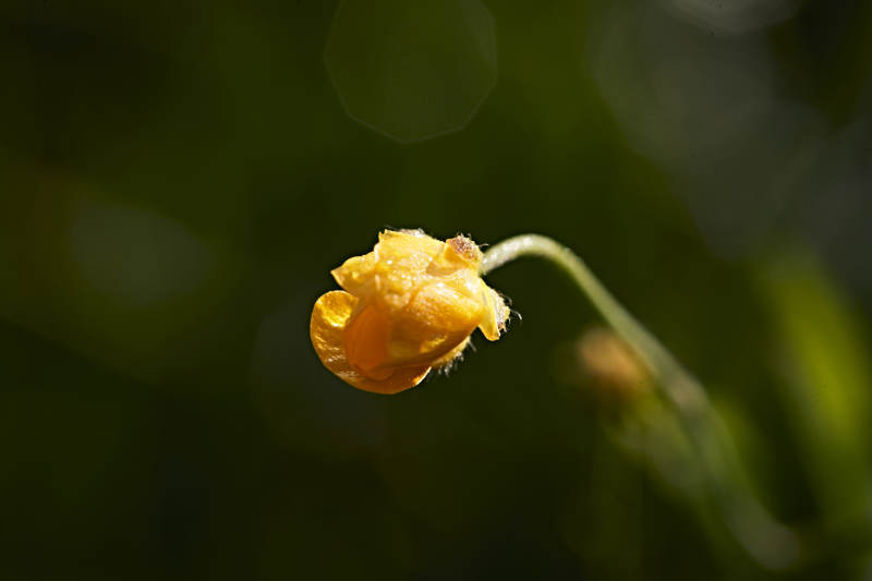 盛夏坝上草原绽放盛开的野花微距摄影