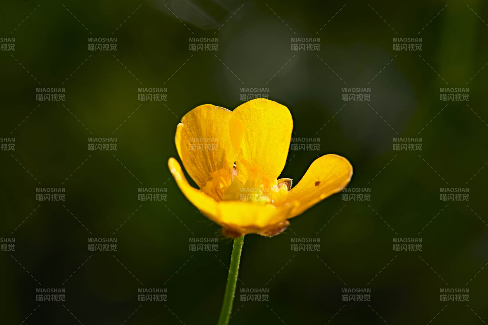 盛夏坝上草原绽放盛开的野花微距摄影