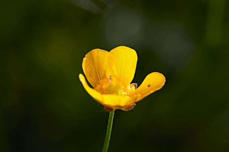 盛夏坝上草原绽放盛开的野花微距摄影