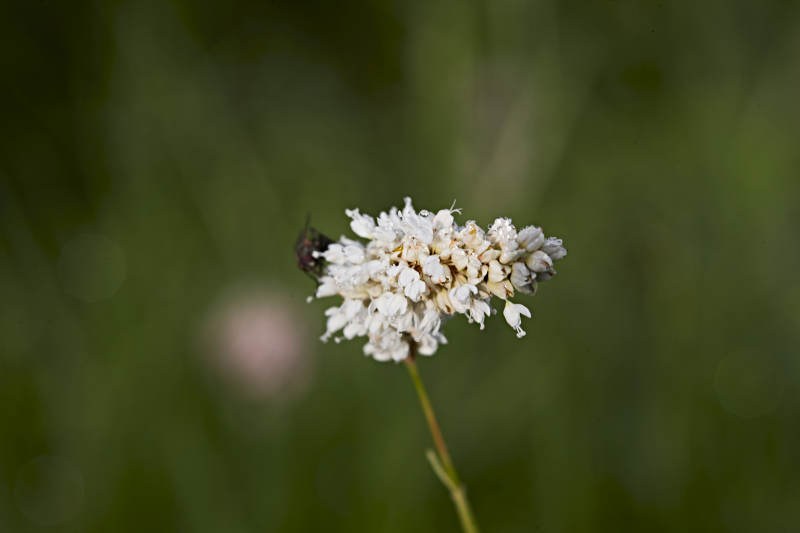 盛夏坝上草原绽放盛开的野花微距摄影