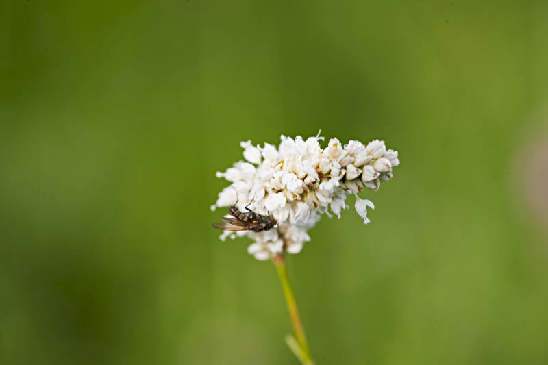 盛夏坝上草原绽放盛开的野花与昆虫