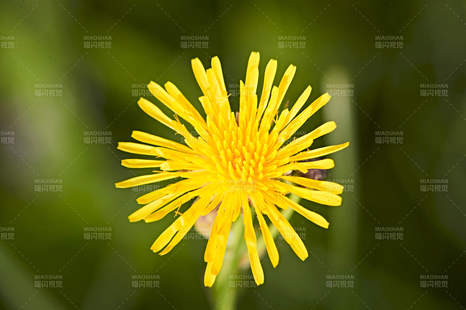 盛夏坝上草原绽放盛开的野花微距摄影