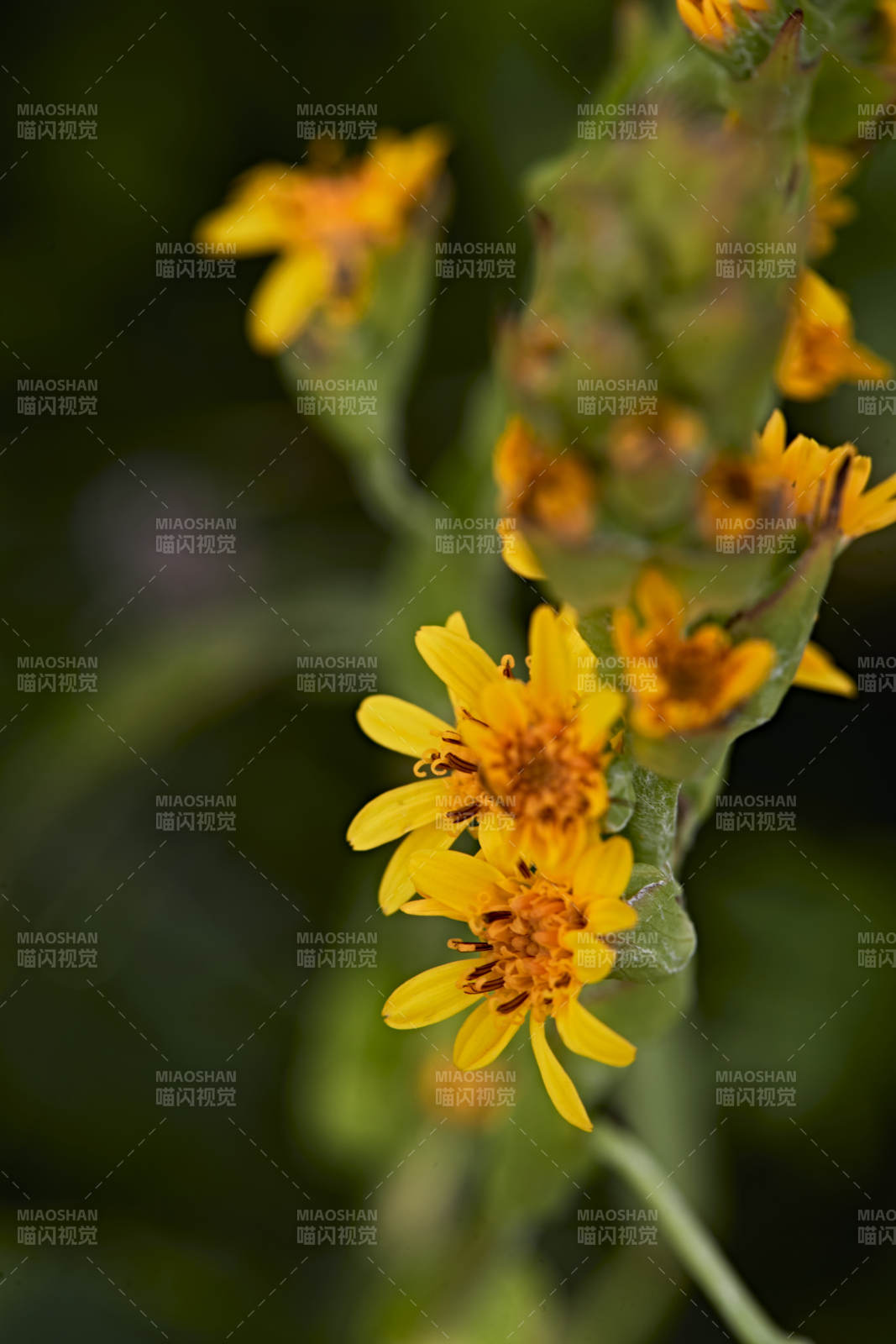 盛夏坝上草原绽放盛开的野花微距摄影