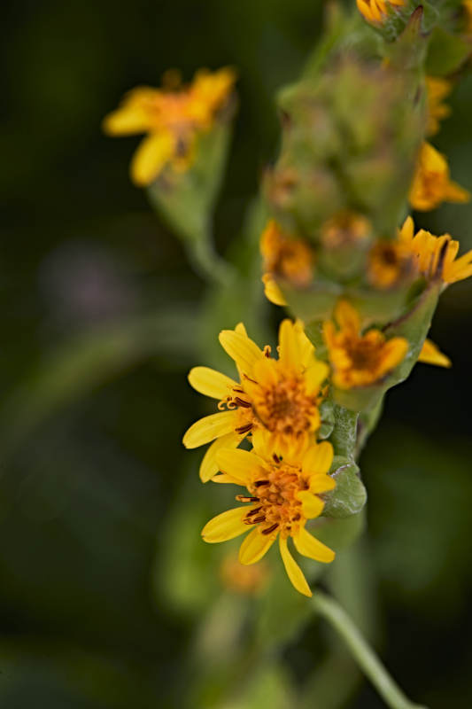 盛夏坝上草原绽放盛开的野花微距摄影