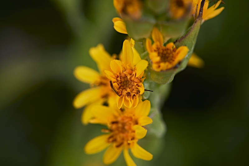 盛夏坝上草原绽放盛开的野花微距摄影