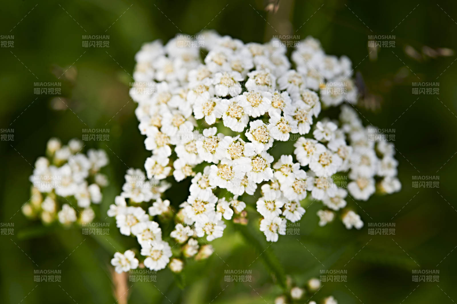 盛夏坝上草原绽放盛开的野花微距摄影