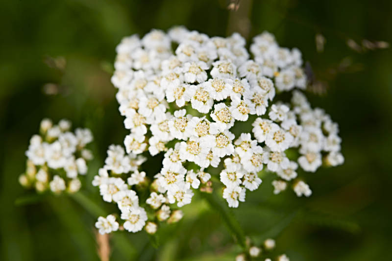 盛夏坝上草原绽放盛开的野花微距摄影