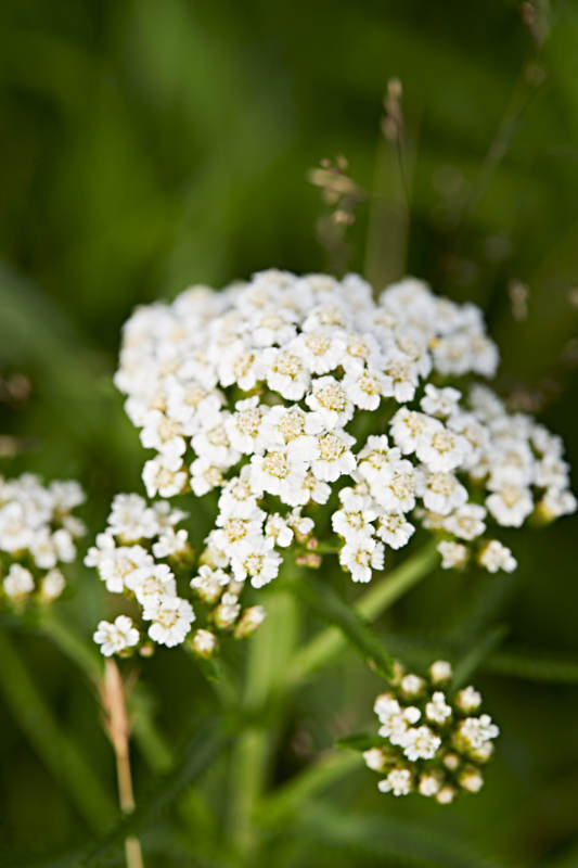 盛夏坝上草原绽放盛开的野花微距摄影