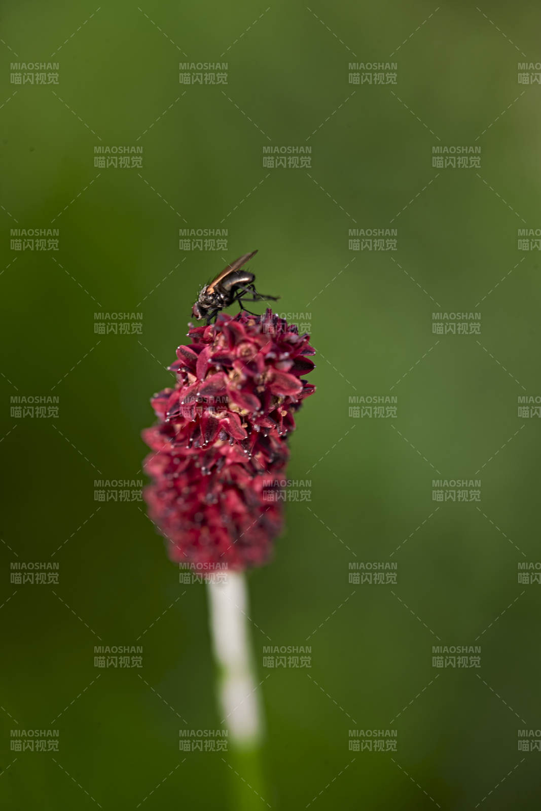 盛夏坝上草原绽放盛开的野花与昆虫