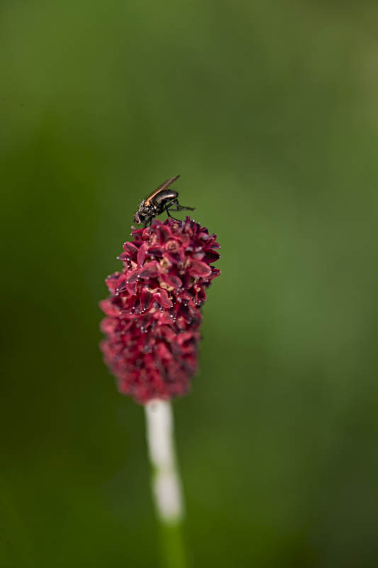 盛夏坝上草原绽放盛开的野花与昆虫