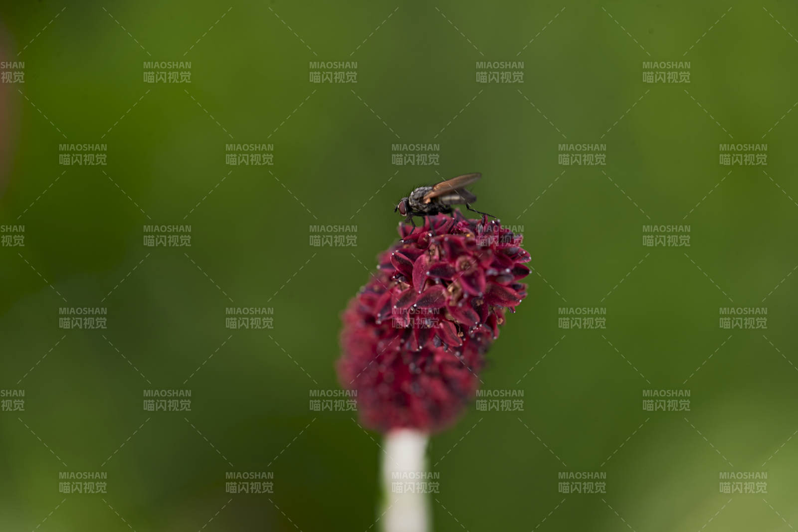 盛夏坝上草原绽放盛开的野花与昆虫