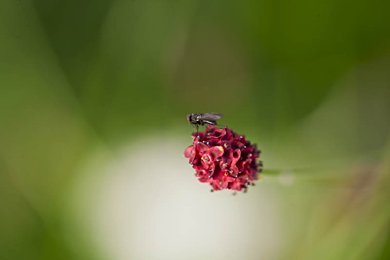 盛夏坝上草原绽放盛开的野花与昆虫