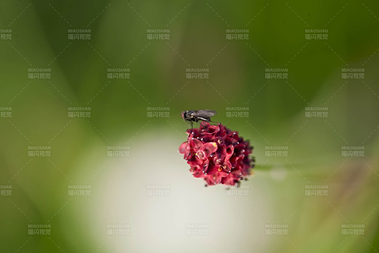 盛夏坝上草原绽放盛开的野花与昆虫