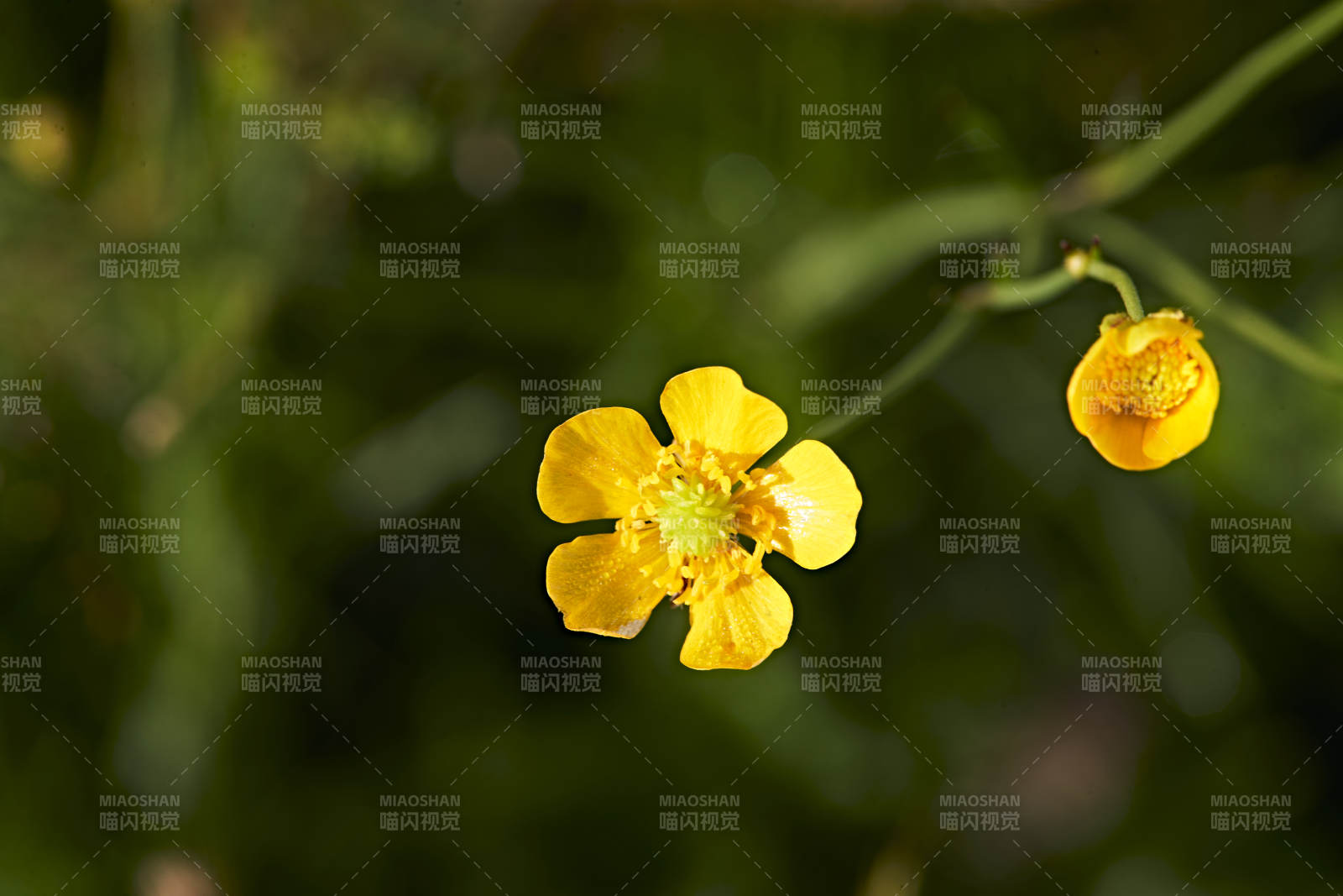 盛夏坝上草原绽放盛开的野花微距摄影