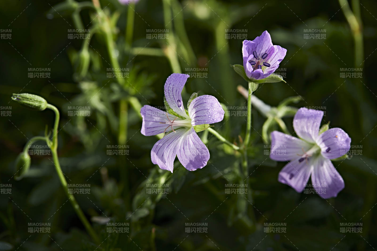 盛夏坝上草原绽放盛开的野花微距摄影