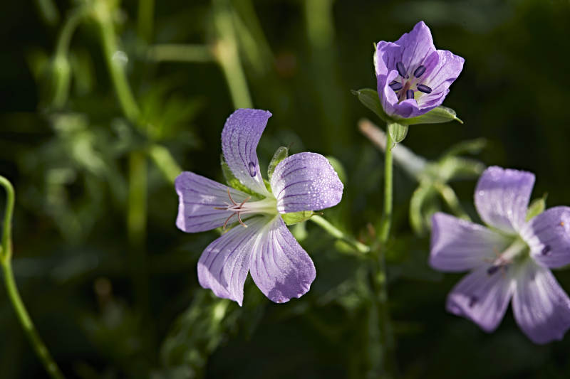 盛夏坝上草原绽放盛开的野花微距摄影