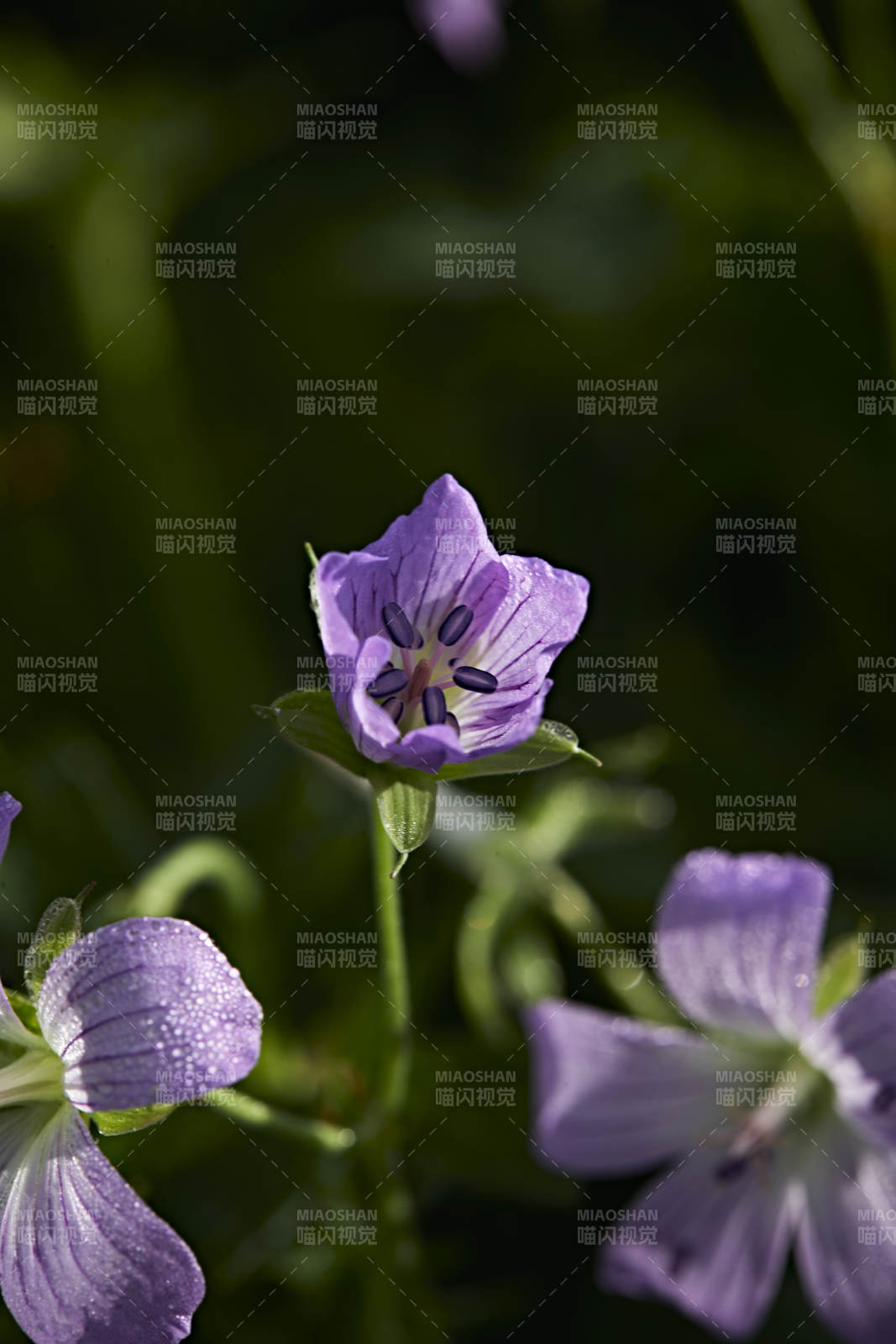 盛夏坝上草原绽放盛开的野花微距摄影