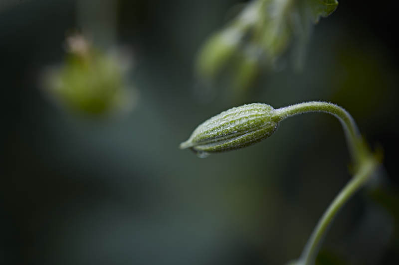 盛夏坝上草原绽放盛开的野花微距摄影