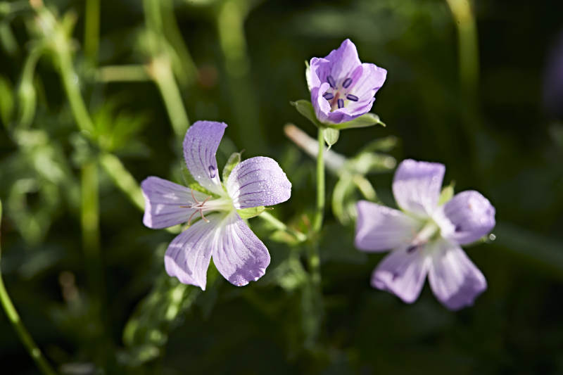 盛夏坝上草原绽放盛开的野花微距摄影