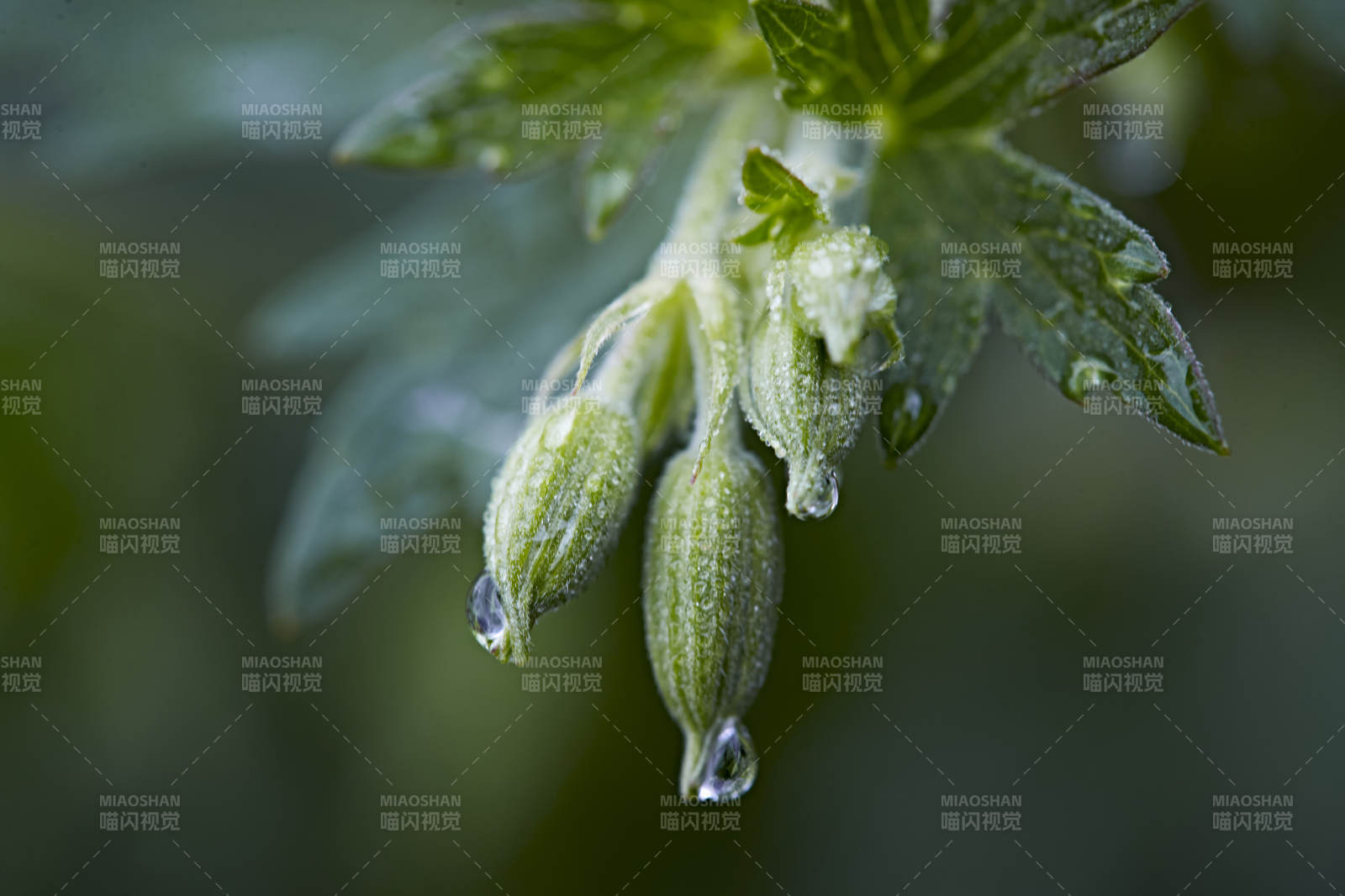 盛夏坝上草原绽放盛开的野花微距摄影