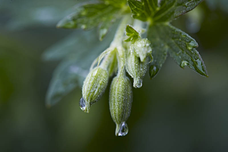 盛夏坝上草原绽放盛开的野花微距摄影