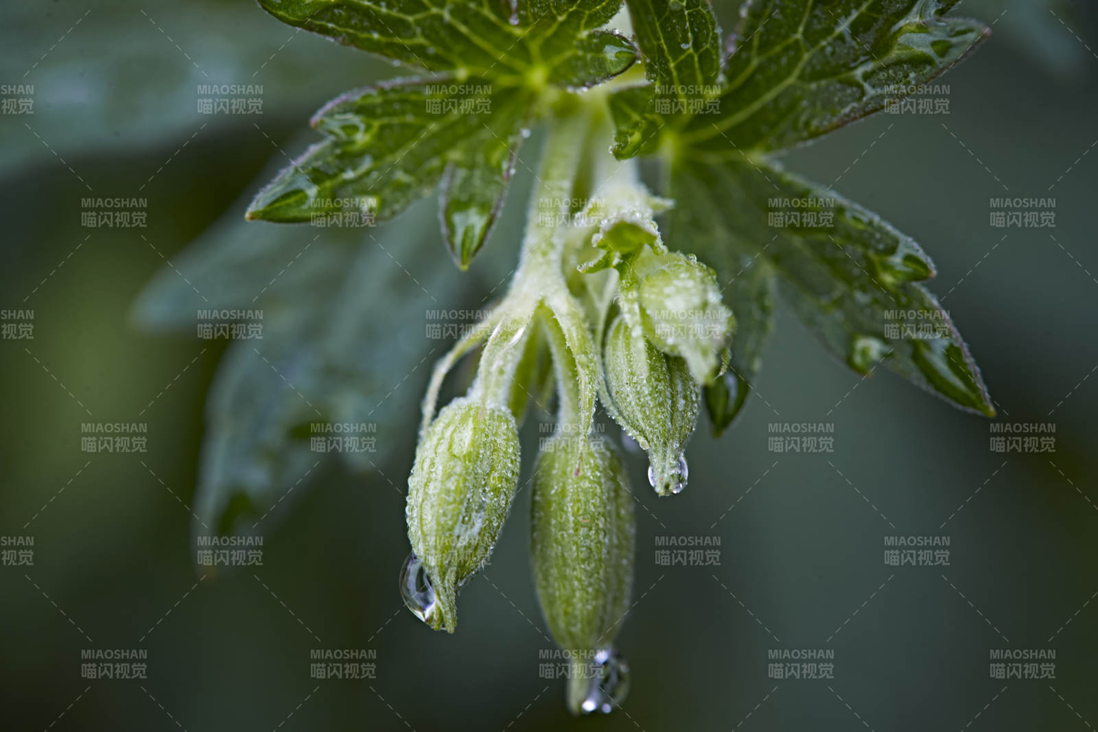 盛夏坝上草原绽放盛开的野花微距摄影