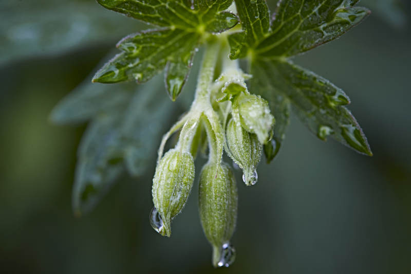 盛夏坝上草原绽放盛开的野花微距摄影