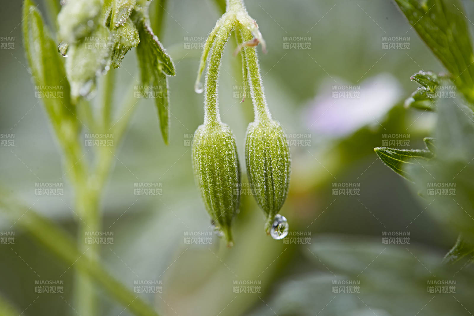 盛夏坝上草原绽放盛开的野花微距摄影