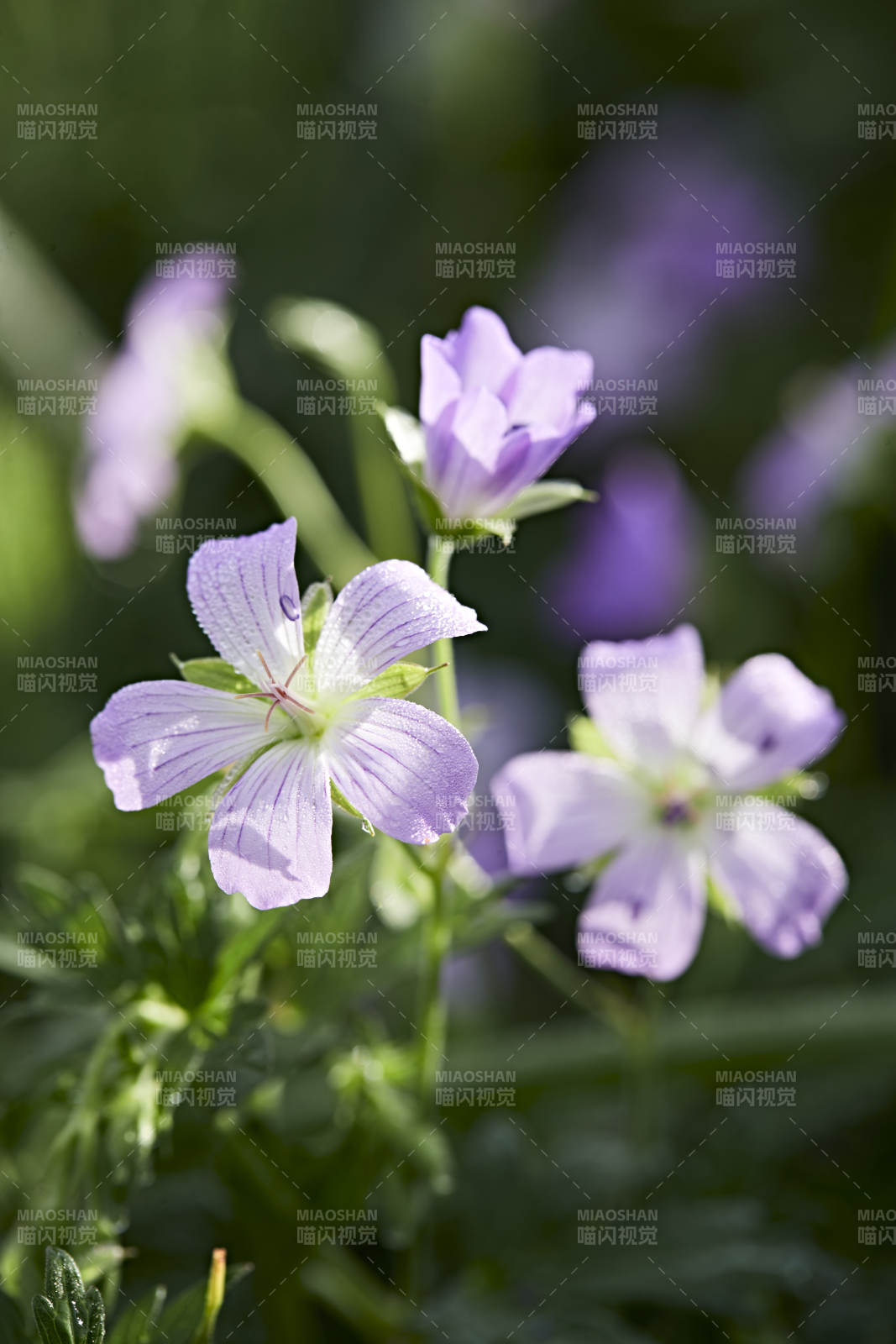 盛夏坝上草原绽放盛开的野花微距摄影