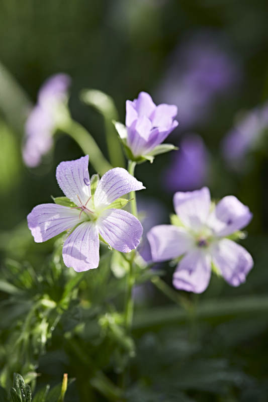 盛夏坝上草原绽放盛开的野花微距摄影