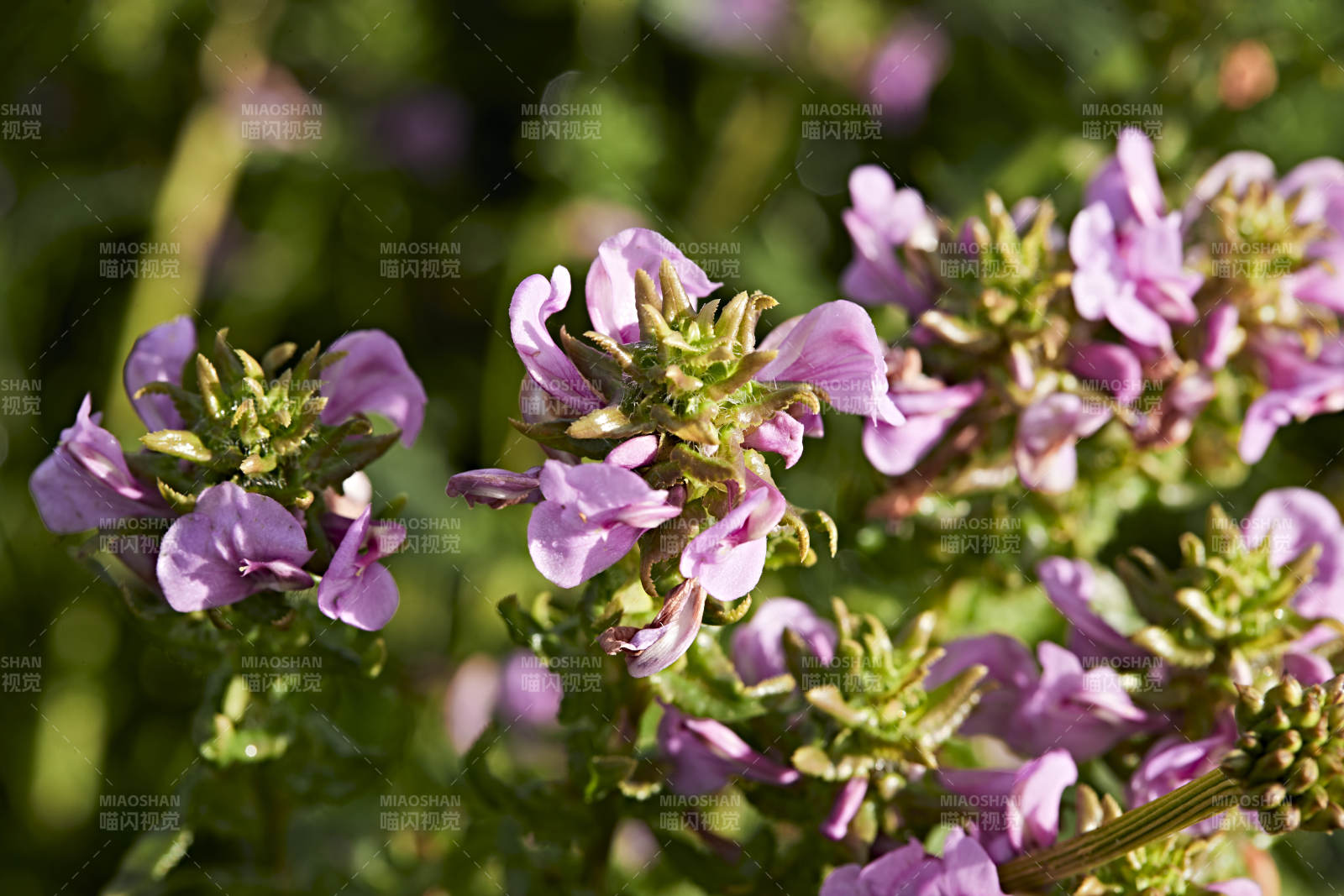 盛夏坝上草原绽放盛开的野花微距摄影