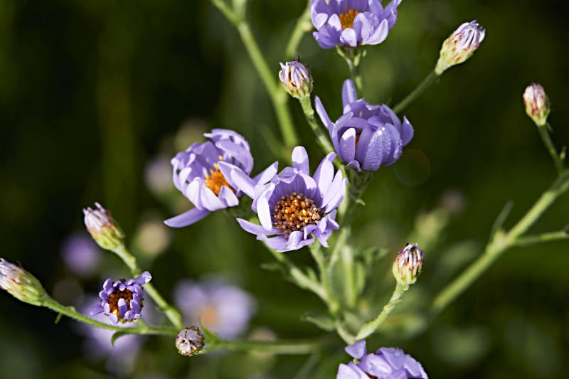 盛夏坝上草原绽放盛开的野花微距摄影