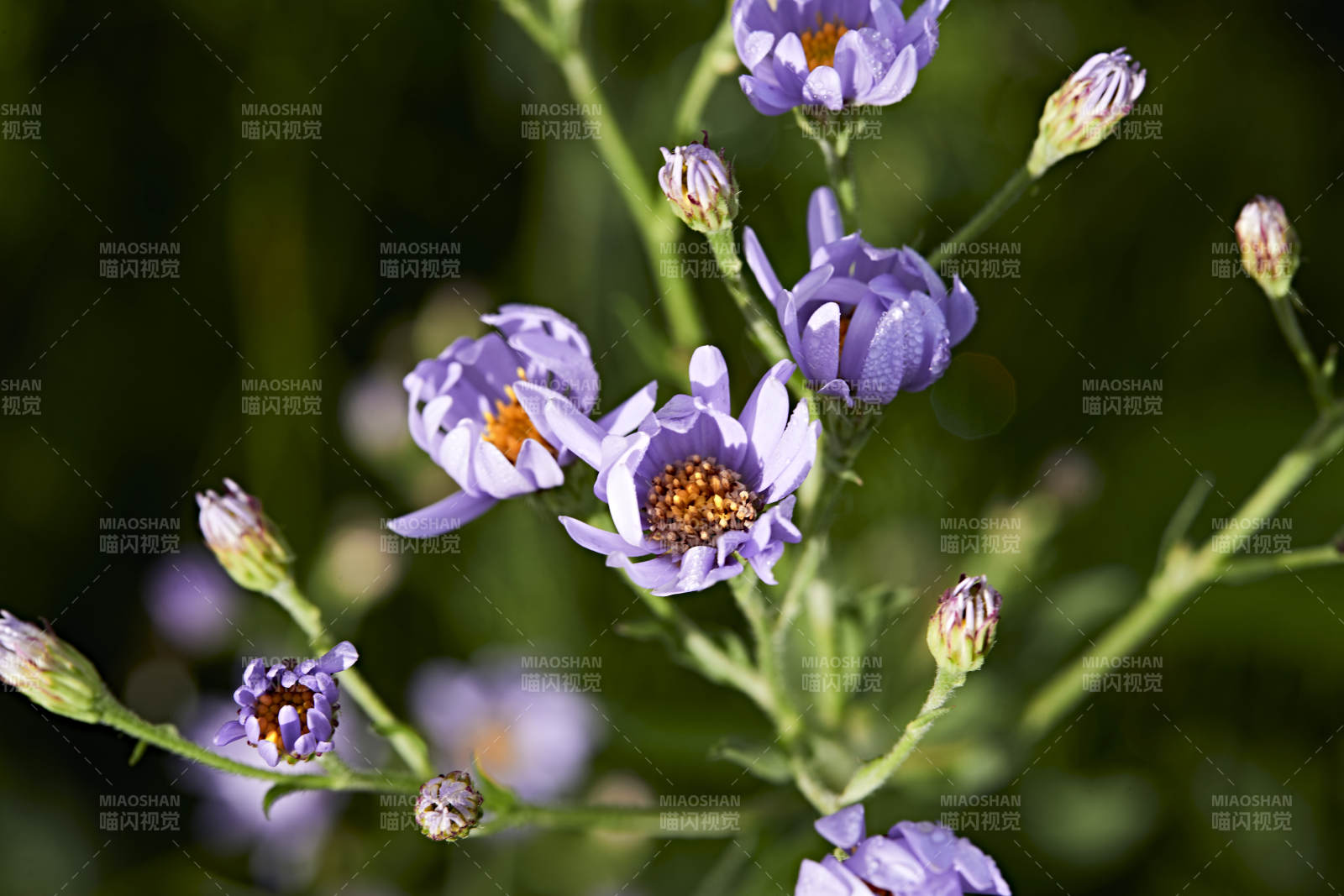 盛夏坝上草原绽放盛开的野花微距摄影