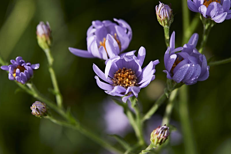 盛夏坝上草原绽放盛开的野花微距摄影