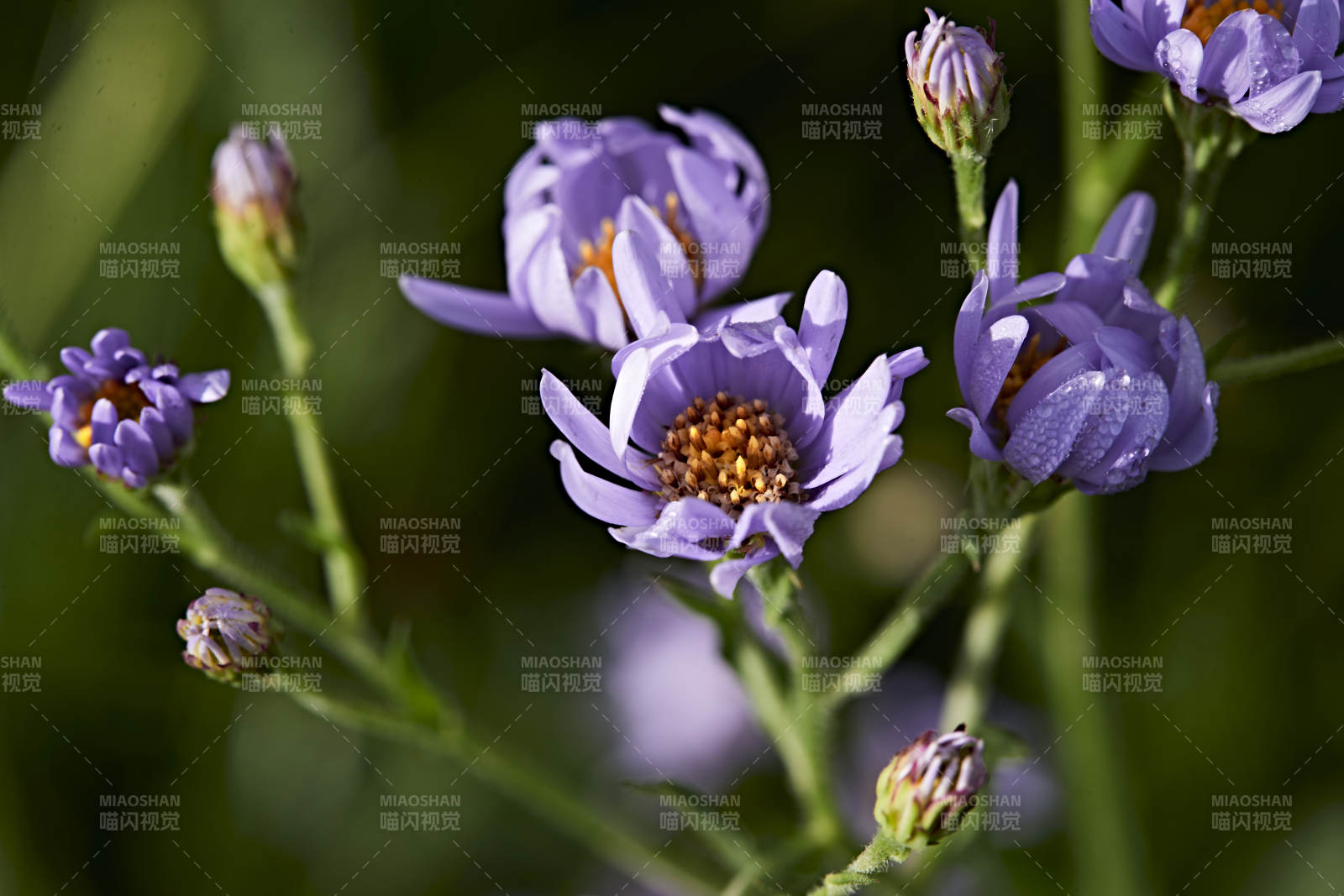 盛夏坝上草原绽放盛开的野花微距摄影