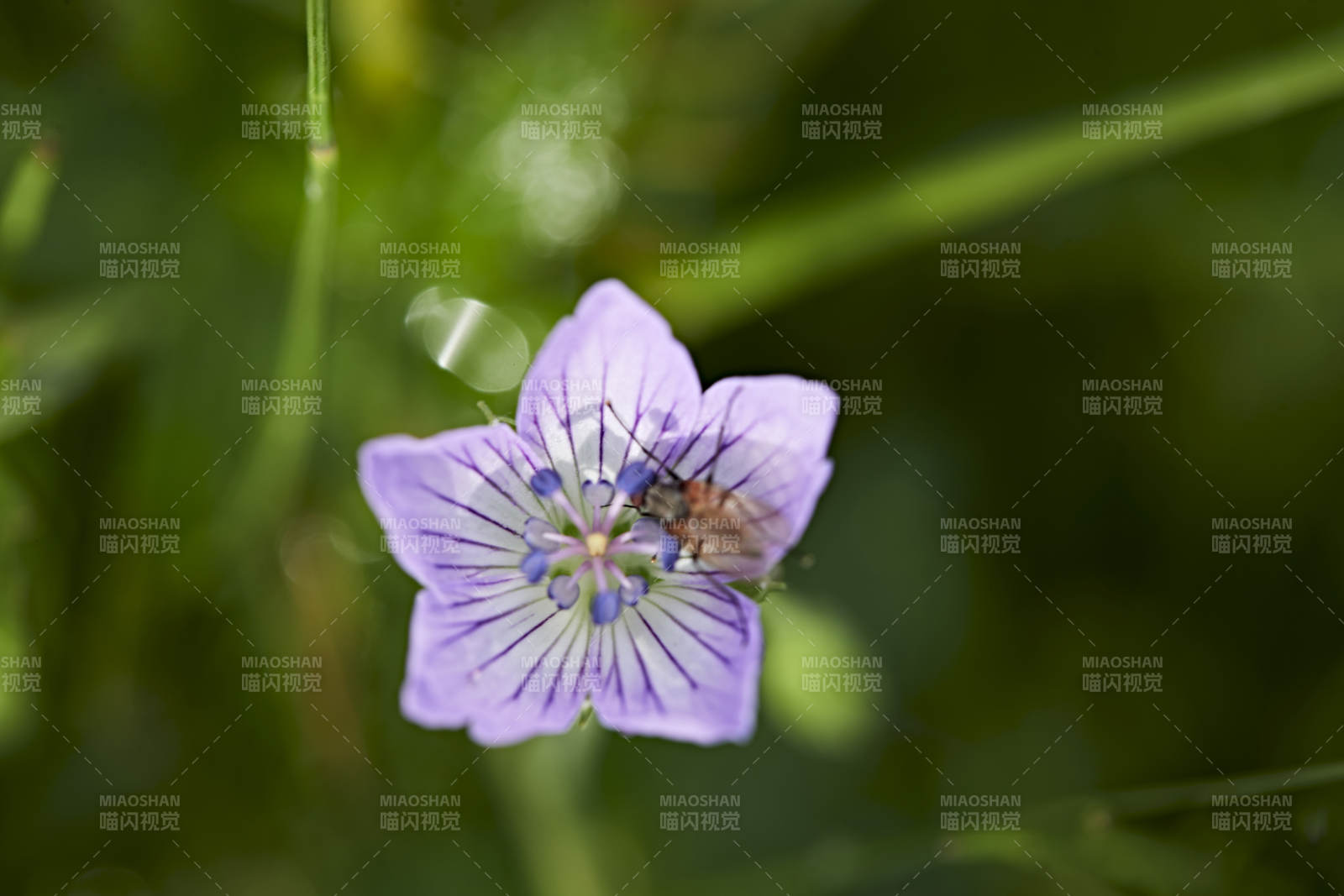 盛夏壩上草原綻放盛開的野花與昆蟲