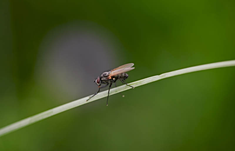 盛夏坝上草原的昆虫野草微距摄影