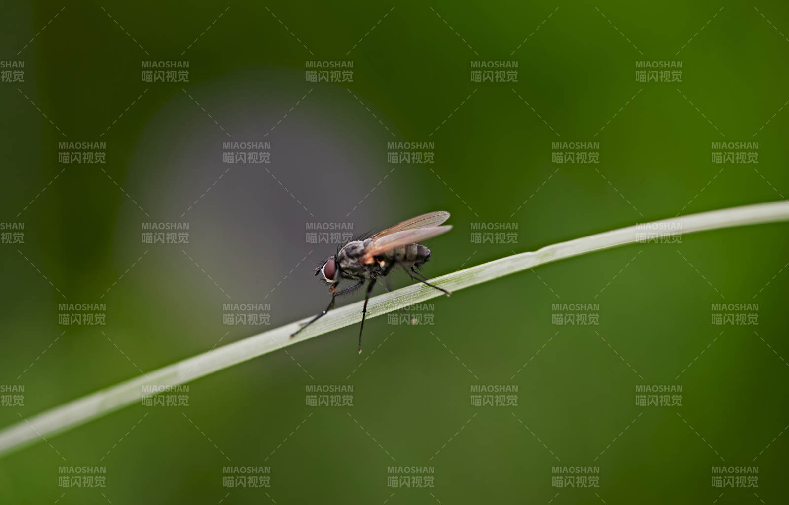 盛夏坝上草原的昆虫野草微距摄影