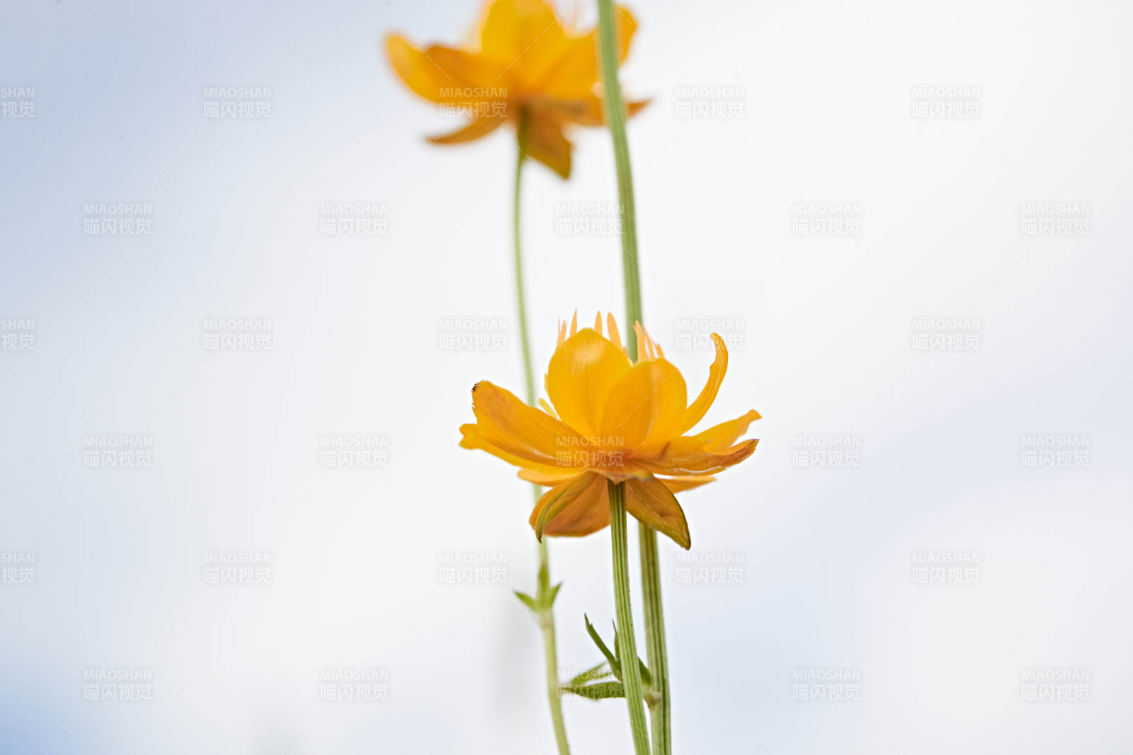 草原上盛开的金莲花