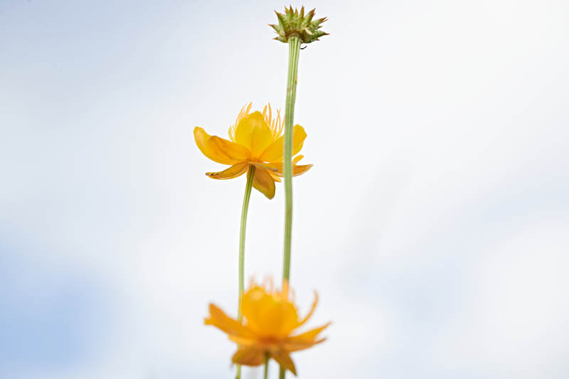 草原上盛开的金莲花