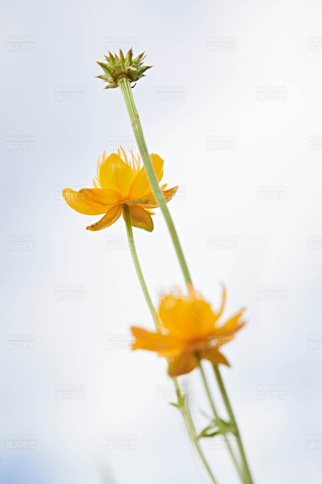 草原上盛开的金莲花