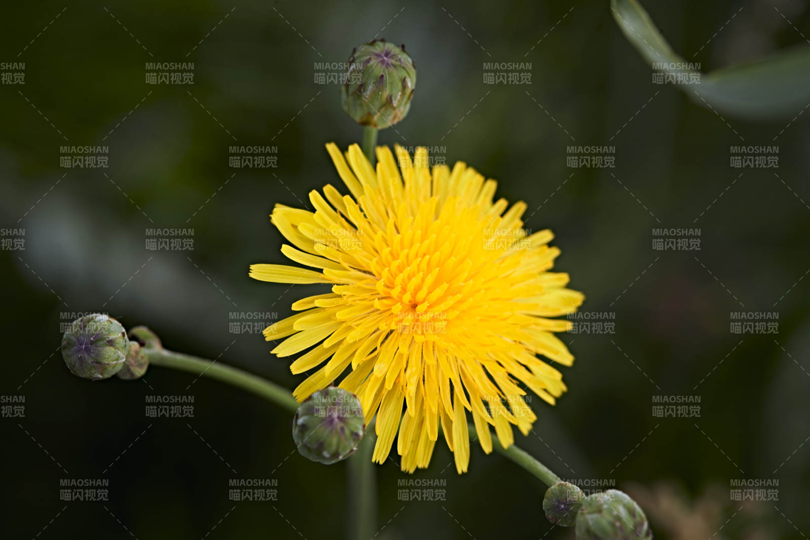 盛夏壩上草原綻放盛開的野花微距攝影