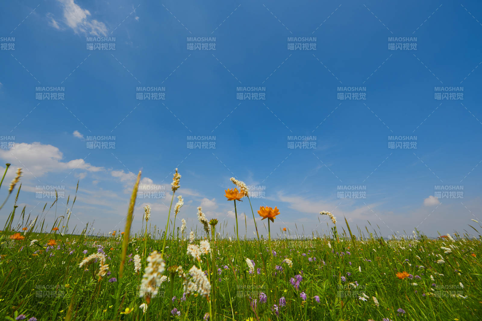 中国河北省张家口沽源县天鹅湖景区湿地花海图片