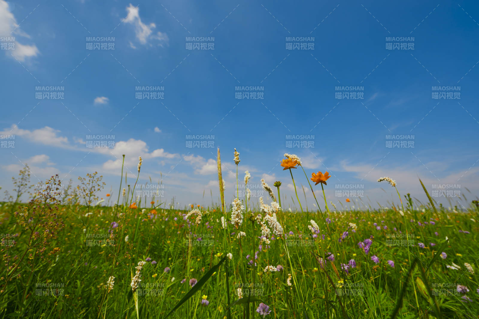 中国河北省张家口沽源县天鹅湖景区湿地花海图片