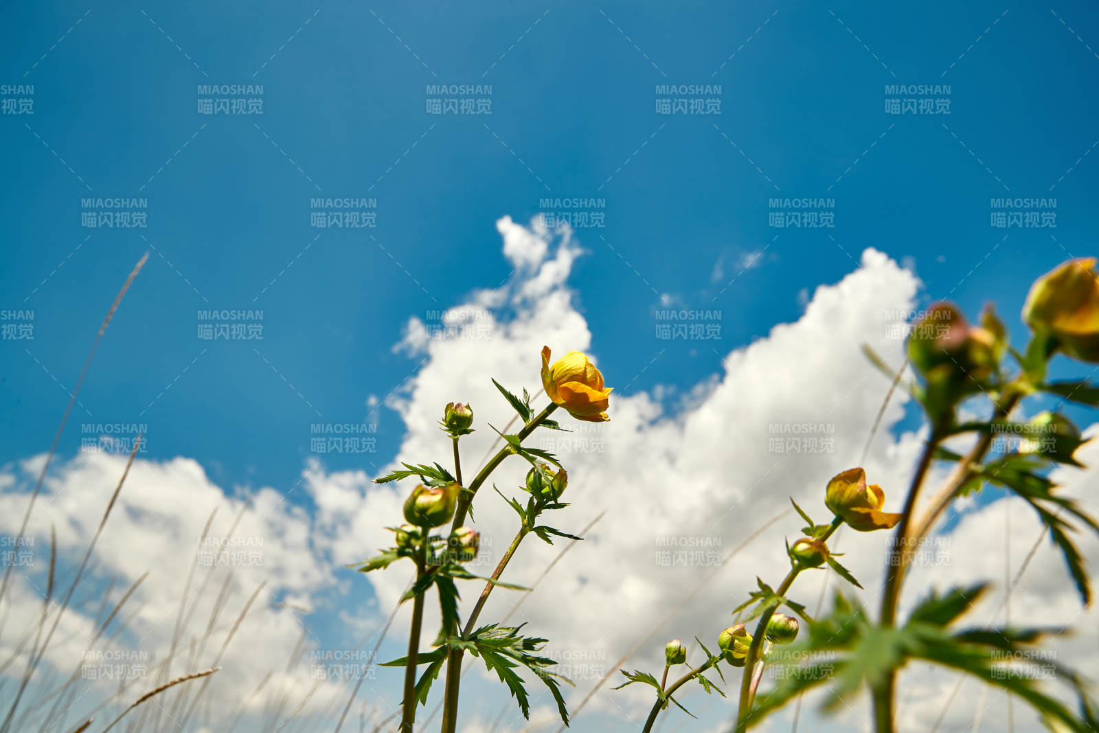 中国河北省张家口沽源县天鹅湖景区湿地花海图片