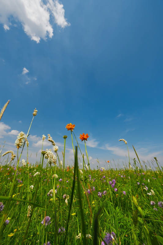 中國河北省張家口沽源縣天鵝湖景區濕地花海