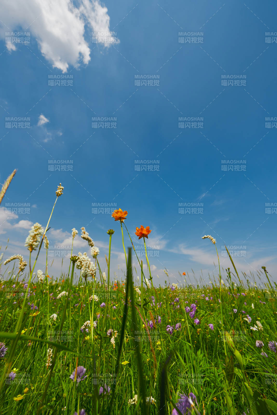 中國(guó)河北省張家口沽源縣天鵝湖景區(qū)濕地花海