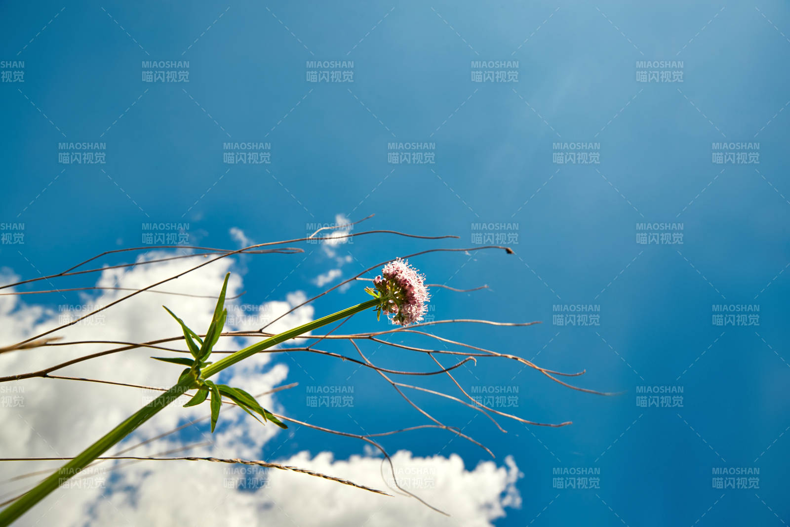中国河北省张家口沽源县天鹅湖景区湿地花海图片