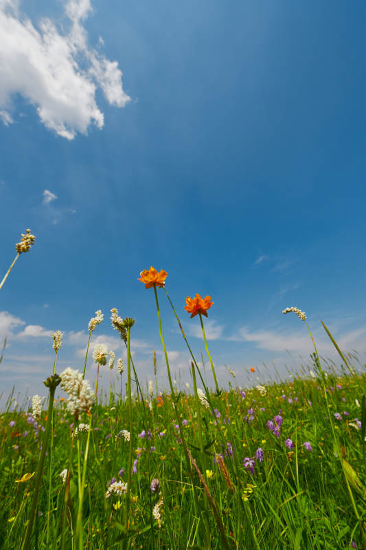 中國河北省張家口沽源縣天鵝湖景區濕地花海