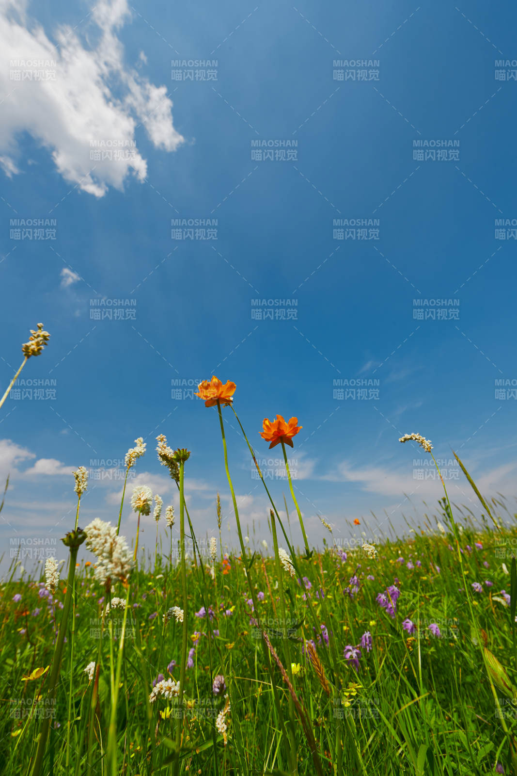 中國河北省張家口沽源縣天鵝湖景區濕地花海